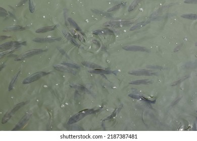 a group of talapia fish in the water