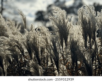 
A group of tall, feathery plants bathed in soft, golden sunlight. These are ornamental pampas grasses with delicate, plume-like seed heads. A softly blurred natural background. - Powered by Shutterstock