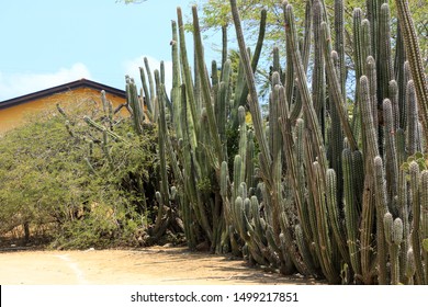 group of tall green cactus flowers in nature in Aruba island