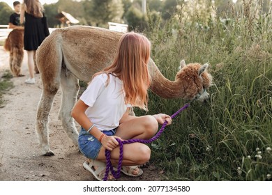Group of teenagers on farm get acquainted with alpacas during summer holidays. Agrotourism. Concept of using natural materials. Beautiful animals. Farm life. Pets. Children's holidays. 