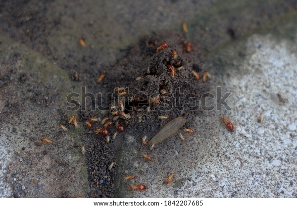 Group Termites or anai-anai or
white ants are social insects members of the infraordo Isoptera,
part of the order Blattodea which are widely known as
pests.