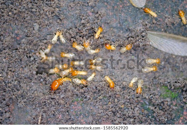 A\
group of termites come out of the nest on the ground after the rain\
fell. Termites are social insects of members of Isoptera infraordo,\
part of the Blattodea order. Insect. macro\
photography