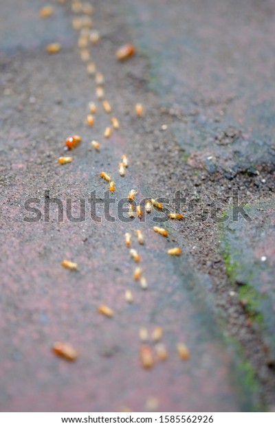 A\
group of termites come out of the nest on the ground after the rain\
fell. Termites are social insects of members of Isoptera infraordo,\
part of the Blattodea order. Insect. macro\
photography