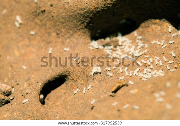 group of termites entering\
into soil