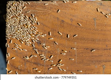 Group of termites on a surface of wooden board