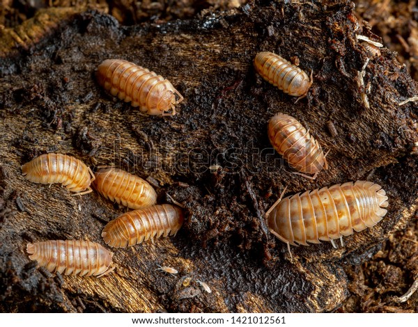 Group of terrestrial pill bugs, Armadillidium\
nasatum, peach colour phase, under bark, dorsal view. Native to the\
UK, this species has been introduced to other parts of Europe \
North America