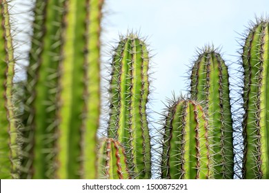 group of textured surface of green cactus flower in Aruba island