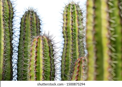 group of textured surface of green cactus flower in Aruba island