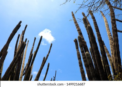 group of textured surface of tall green cactus flowers over sunny sky in Aruba island