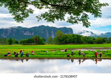 Group Of Thai Farmers  Working Planting Rice In Farm Of Thailand Southeast Asia.