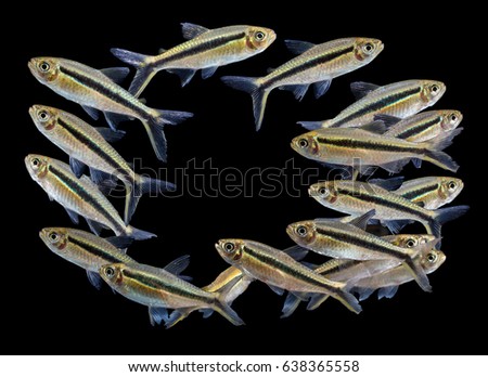 Group of Thayeria boehlkei ( T. boehlkei ),  species of characin fish, Amazon river, blackline penguin fish, hockey-stick tetra, penguin tetra  isolated on black background