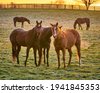 horse pasture