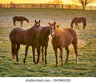 Group of thoroughbred horses looking at camera.