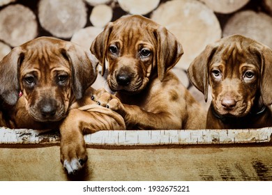 Group of three 3 rhodesian ridgeback puppies dogs sitting in raw in wood box on wooden background of dry chopped firewood logs stacked up on top of each other in a pile