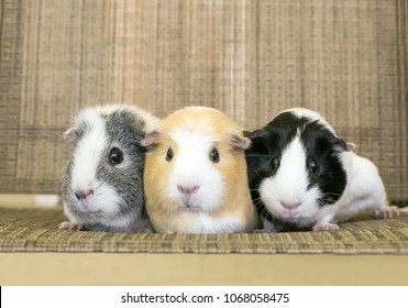 A group of three American Guinea Pigs cuddling together