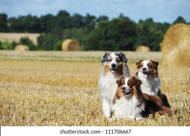 A Group Of Three Australian Shepherd Dogs In The Countryside