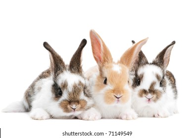 29,020 Group of bunnies Images, Stock Photos & Vectors | Shutterstock