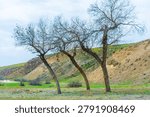 Group of three bare trees with noticeably slanted trunks in a green valley against a backdrop of rolling hills.