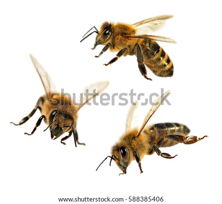 group of three bee or honeybee in Latin Apis Mellifera, european or western honey bee isolated on the white background