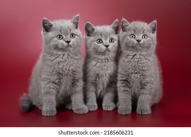 A Group Of Three Blue British Kittens Boys Aged Two Months Side By Side In A Sitting Position On A Red Background Staring At The Camera