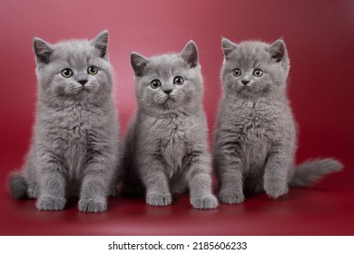 A Group Of Three Blue British Kittens Boys Aged Two Months Side By Side In A Sitting Position On A Red Background Staring At The Camera