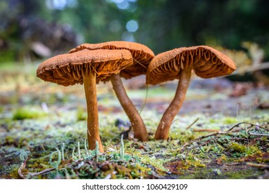 A group of three brown mushrooms growing on moss covered ground with blurred forest background