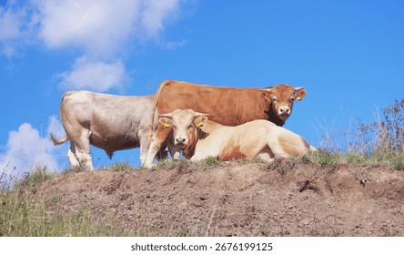Group of three cows standing and resting on a grassy hill under clear blue sky,symbolizing rural life,livestock farming and natural countryside environment.