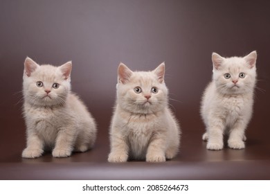 Group Of Three Cream-colored Kittens Male Brothers At The Age Of Two Months On A Brown Background In Sitting Poses Staring At The Camera