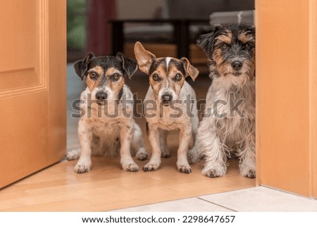 a group of three cute tiny cheeky Jack Russell Terriers standing side by side at an open door in the apartment at home