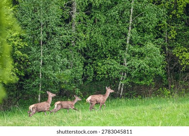 A group of three deer are captured mid-stride as they move through a lush green meadow with a dense forest backdrop, suggesting a natural habitat in motion