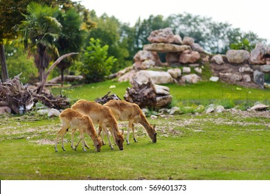 Group of three deers feeding in Parco Natura Viva zoo near Garda lake in Italy   - Shutterstock ID 569601373