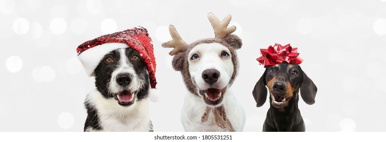 Group of three dogs celebrating christmas with a santa claus and reindeer antlers hat with a red ribbon. Isolated on gray background.