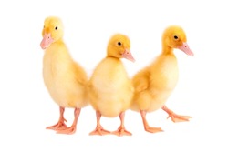 A Group Of Three Ducklings On A White Isolated Background.