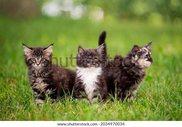group of three fluffy Maine Coon kittens walks on
the green grass.