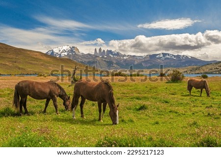 Group of three horses grazing and resting in the meadows at the foothills of the Torres del Paine mountain range with the Paine Grande mountain, the Cuernos Del Paine and a lake in the background