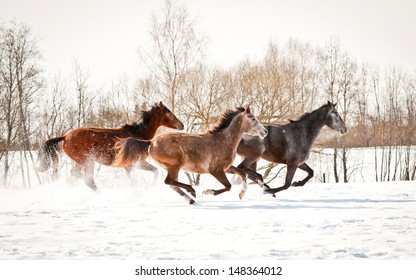 Group of three horses running in winter