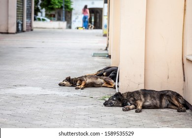Group of three lutalica, typical serbian stray dogs, abandoned, all having a rest and sleeping in the streets of the city center of Belgrade, in Serbia, which has an important group of abandoned dogs
