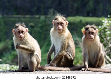 3 Monkeys Sitting Together Images Stock Photos Vectors Shutterstock