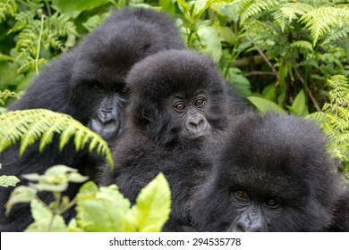 A Group Of Three Mountain Gorillas In The Volcanoes National Park, Rwanda