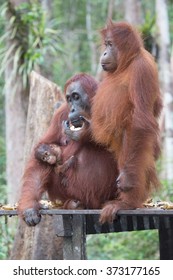 It Is Group Of Three Orangutans On The Feeding Place In National Park. Indonesia. The Island Of Kalimantan (Borneo). An Excellent Illustration.