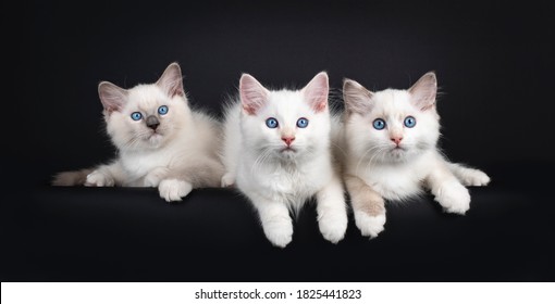 Three Kittens Hd Stock Images Shutterstock