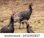 A group of three wild turkeys located in Northeast Washington State.