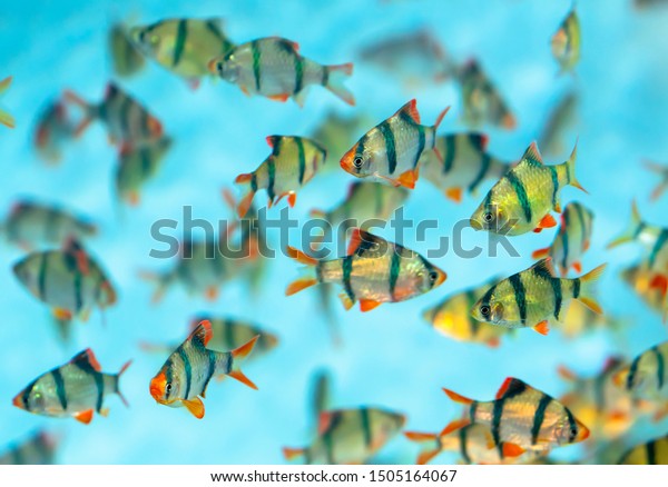 Group tiger barb or sumatra barb Puntius tetrazona\
fish in the aquarium. This is a species of ornamental fish used to\
decorate in the house