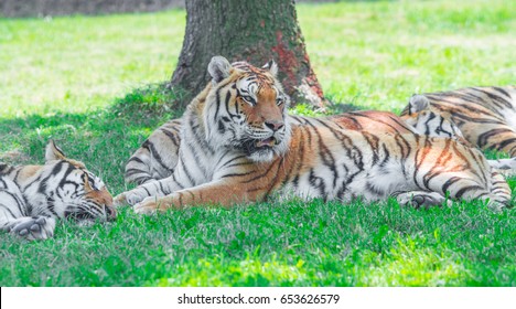 Group of tiger lying in the grass