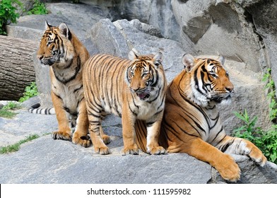 Group Of Tigers, Family