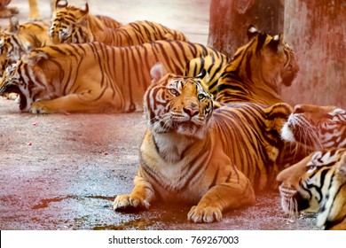 Group Of Tigers,Thailand