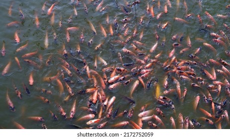 Group Tilapia Fish Come Surface Dirty Stock Photo 2172752059 