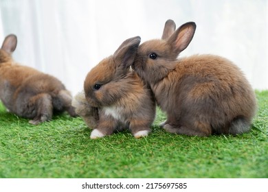 270,443 Furry baby Images, Stock Photos & Vectors | Shutterstock