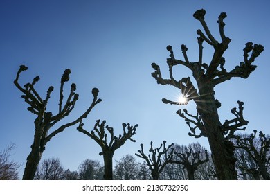 Group of topiary linden trees, silhouettes with sun star against a blue sky in the city park of Lubeck, Germany, copy space, selected focus