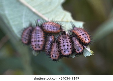 a group of tortoise beetle larva (Aspidimorpha cf. miliaris) sitting on the leaf                                         